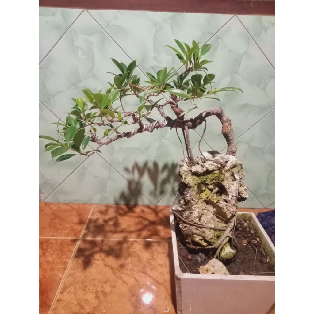 Bonsai Kimeng on the Rock, real pict