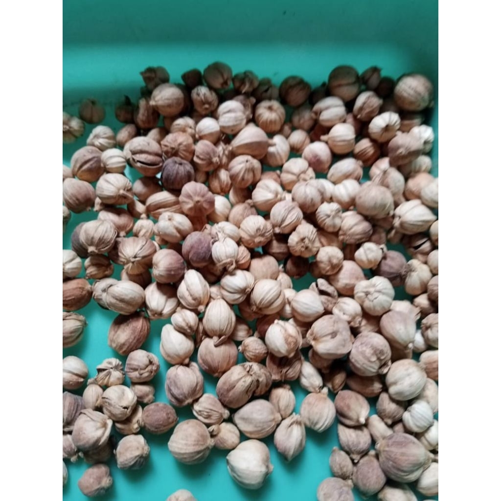 Kapulaga Jawa/kapol Jawa 1kg