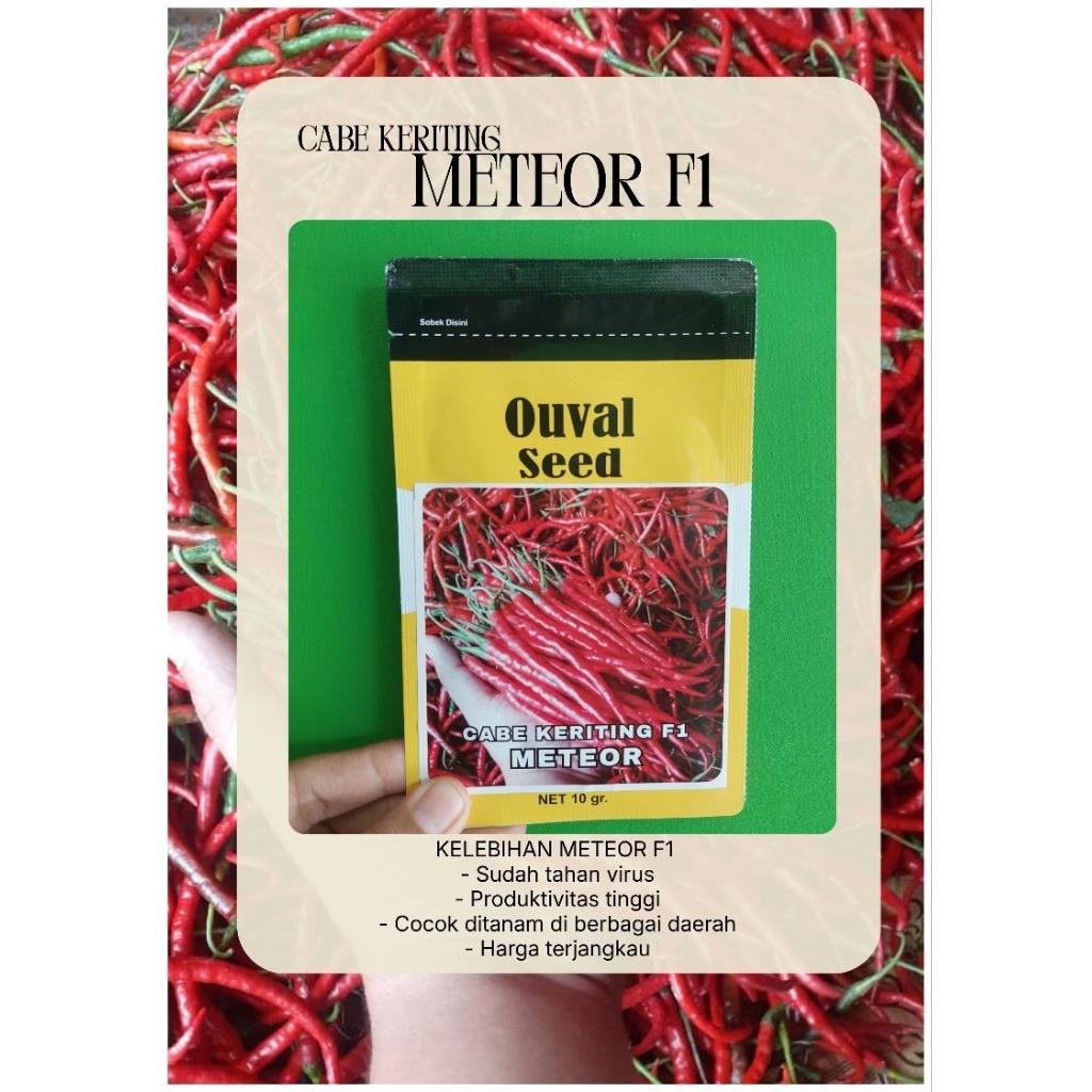 benih cabe rawit keriting meteor f1 ouval seed 10gr
