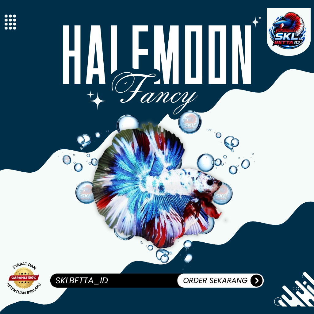 Halfmoon Fancy – Warna Variatif & Menarik