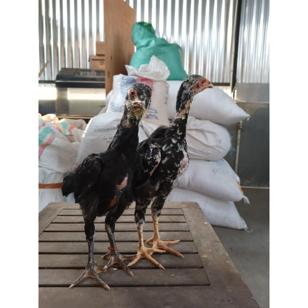 sepasang anak ayam Bangkok
