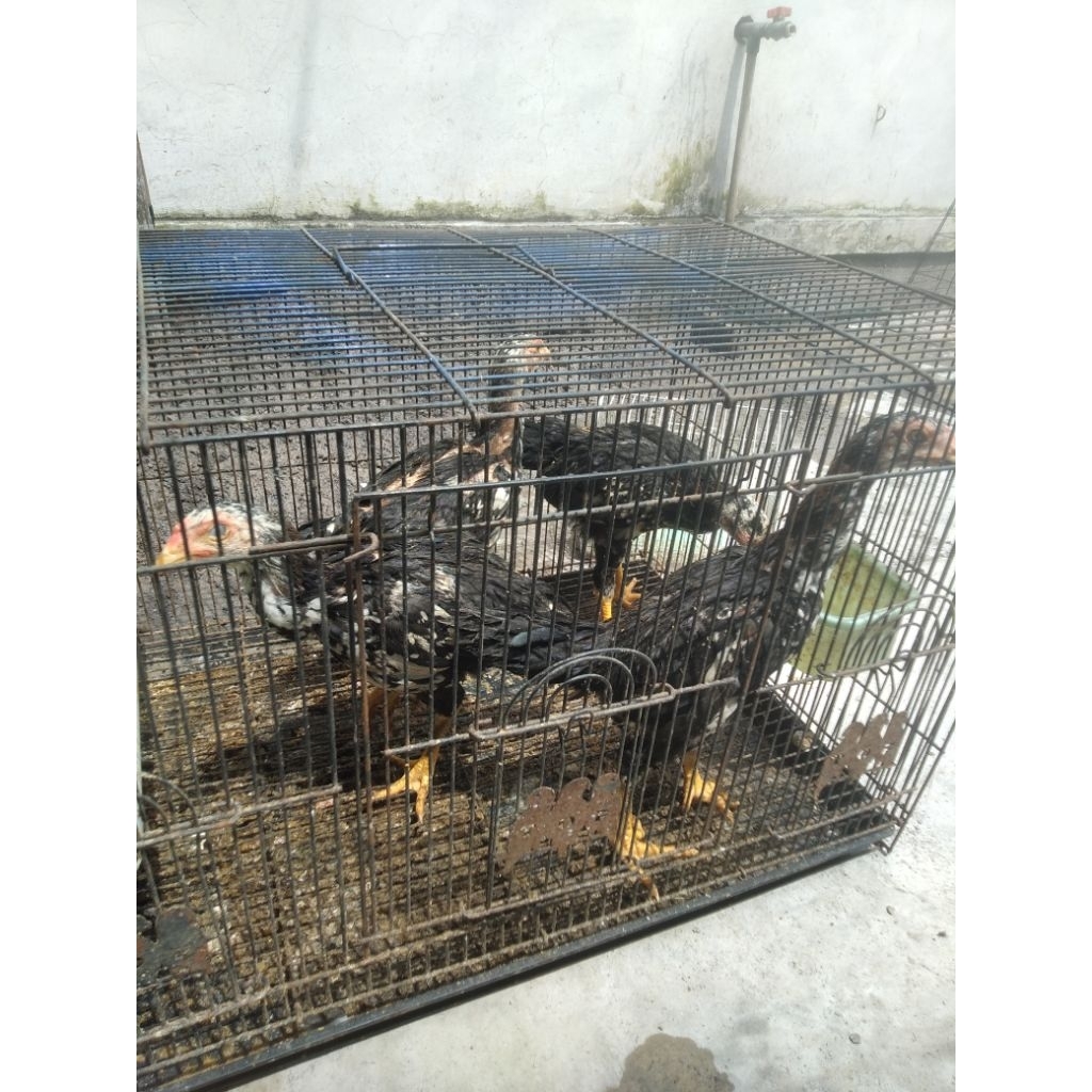 anak AYAM BANGKOK ORI ( Jantan ya )