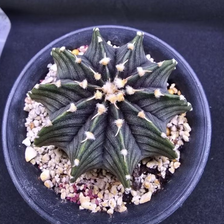 Kaktus Gymno friedrichii vos 1241 (Gymnocalycium friedrichii vos 1241)