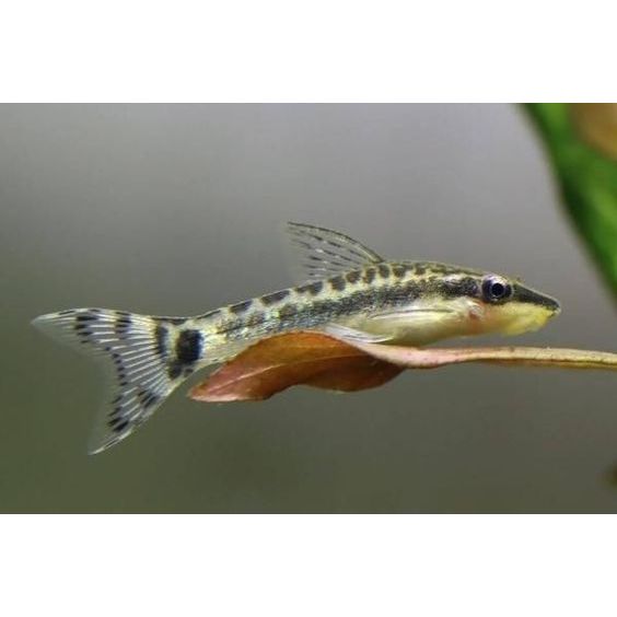 Ika Hias Ottocinclus Affinis / Ikan Pembersih Terbaik / Ikan Hias Aquascape