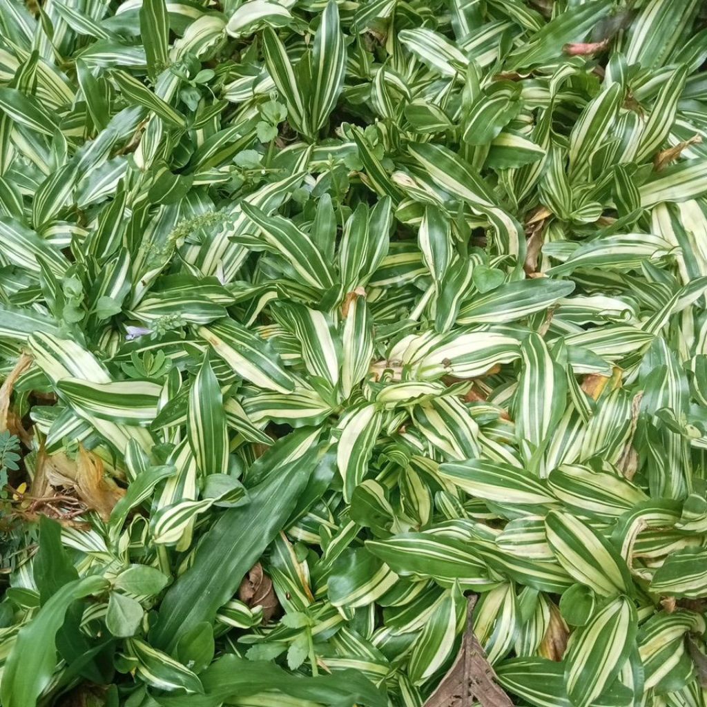 Rumput Gajah mini varigata
