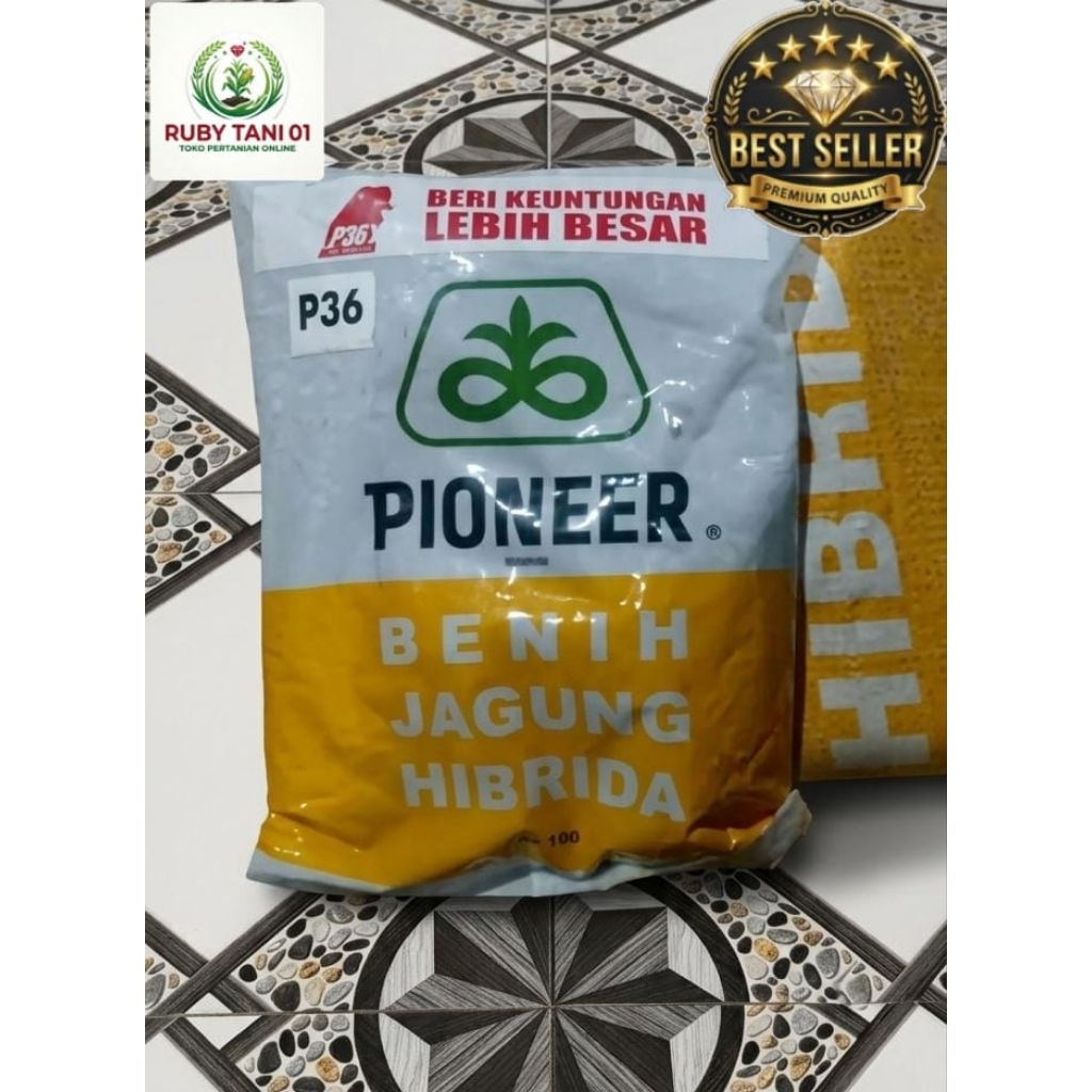 BENIH JAGUNG HIBRIDA PIONEER P36 BEKISAR KEMASAN 1KG ORRIGINAL