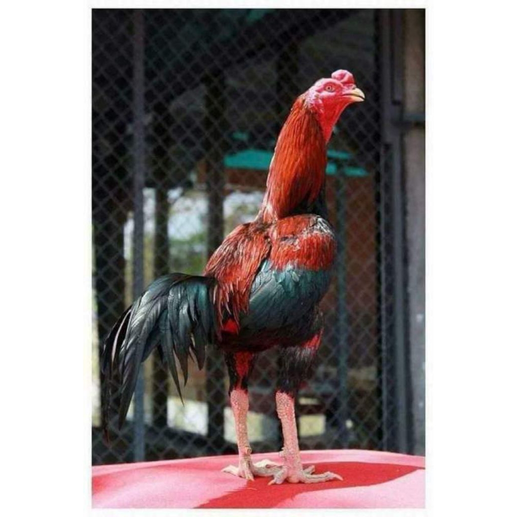 telur ayam fertil Bangkok pakhoy speed petarung atau jantan mengahasilkan