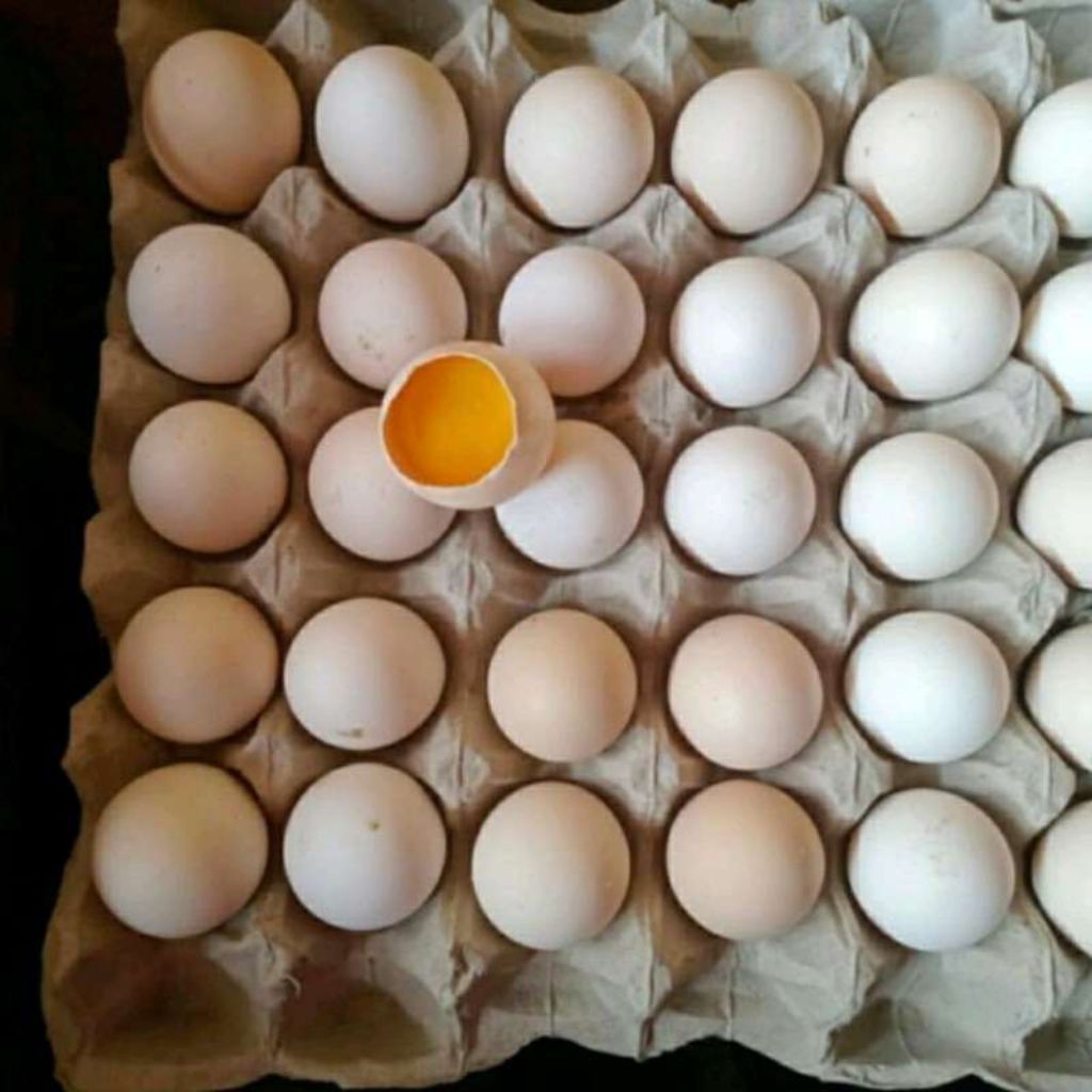 telur ayam fertil bulbi petarung atau jantan mengahasilkan