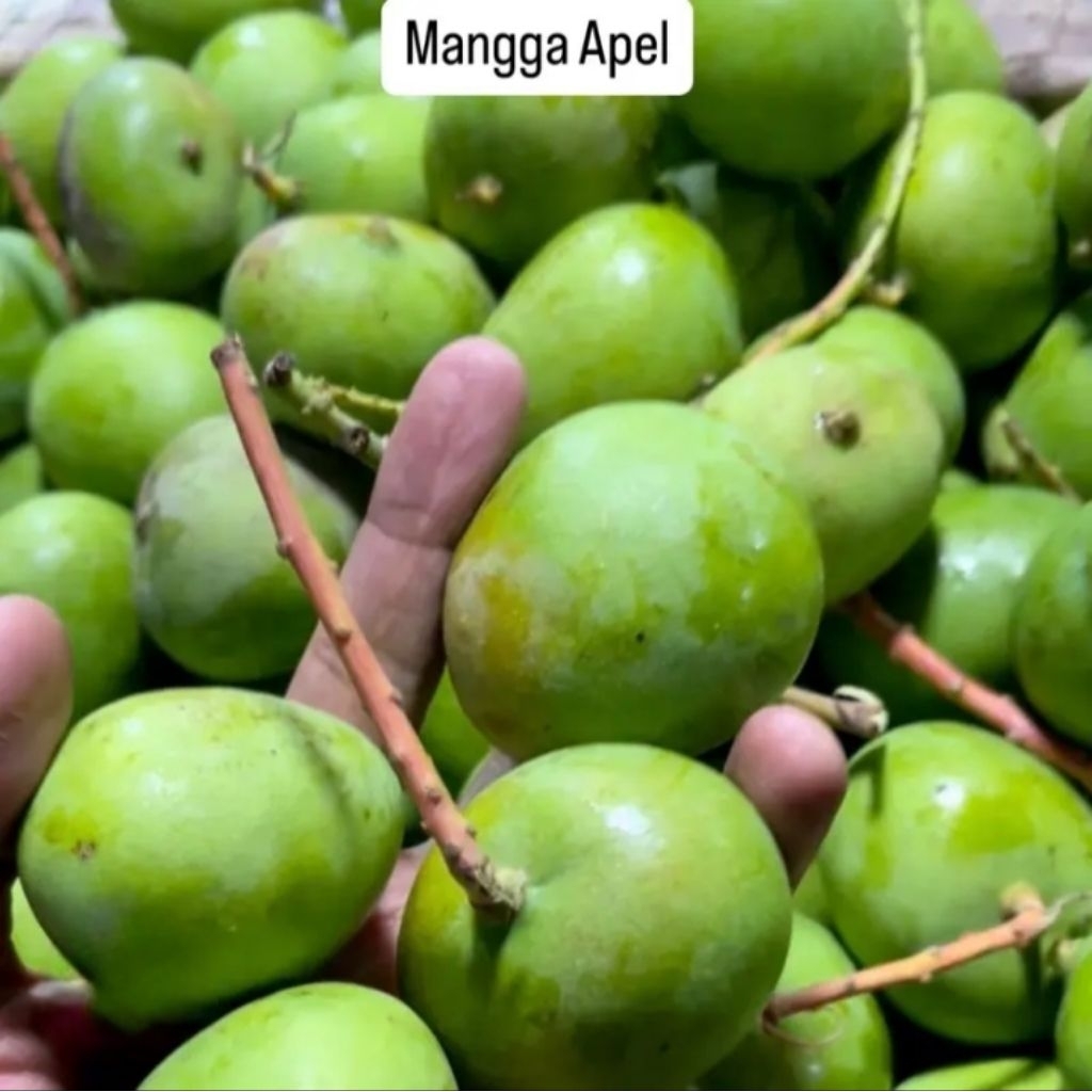 Mangga Apel Muda/Mangga Apa Belah Biji+Sambel