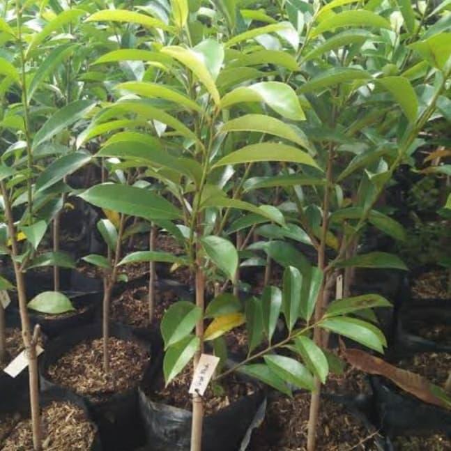 Bibit sirsak merah cepat berbuah