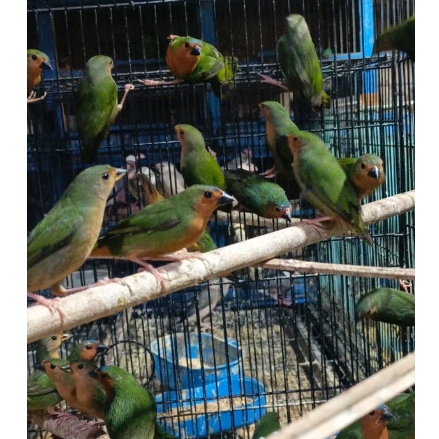 Bambu Finch sepasang