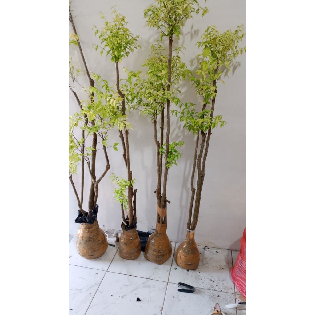 Bahan Bonsai Anting Putri - Anting Putri, Bonsai Anting Putri, Anput Bonsai