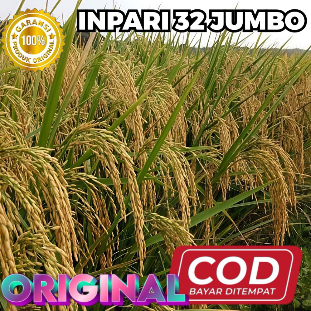 Benih Bibit Padi Inpari 32 Jumbo Berkualitas Unggul Kemasan 5kg