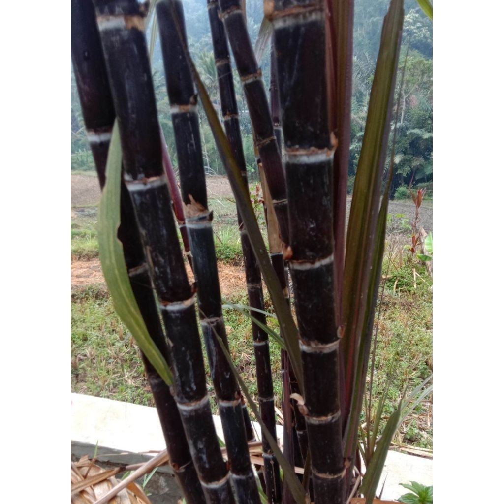Bibit Tebu Hitam Tebu Wulung Tebu Ireng Berakar Siap Tanam