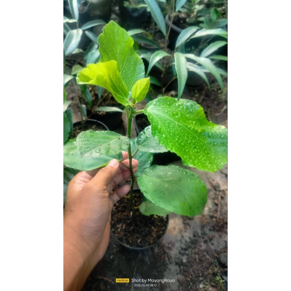 Tanaman hias import Ficus Sycomorus fig Tanaman langka