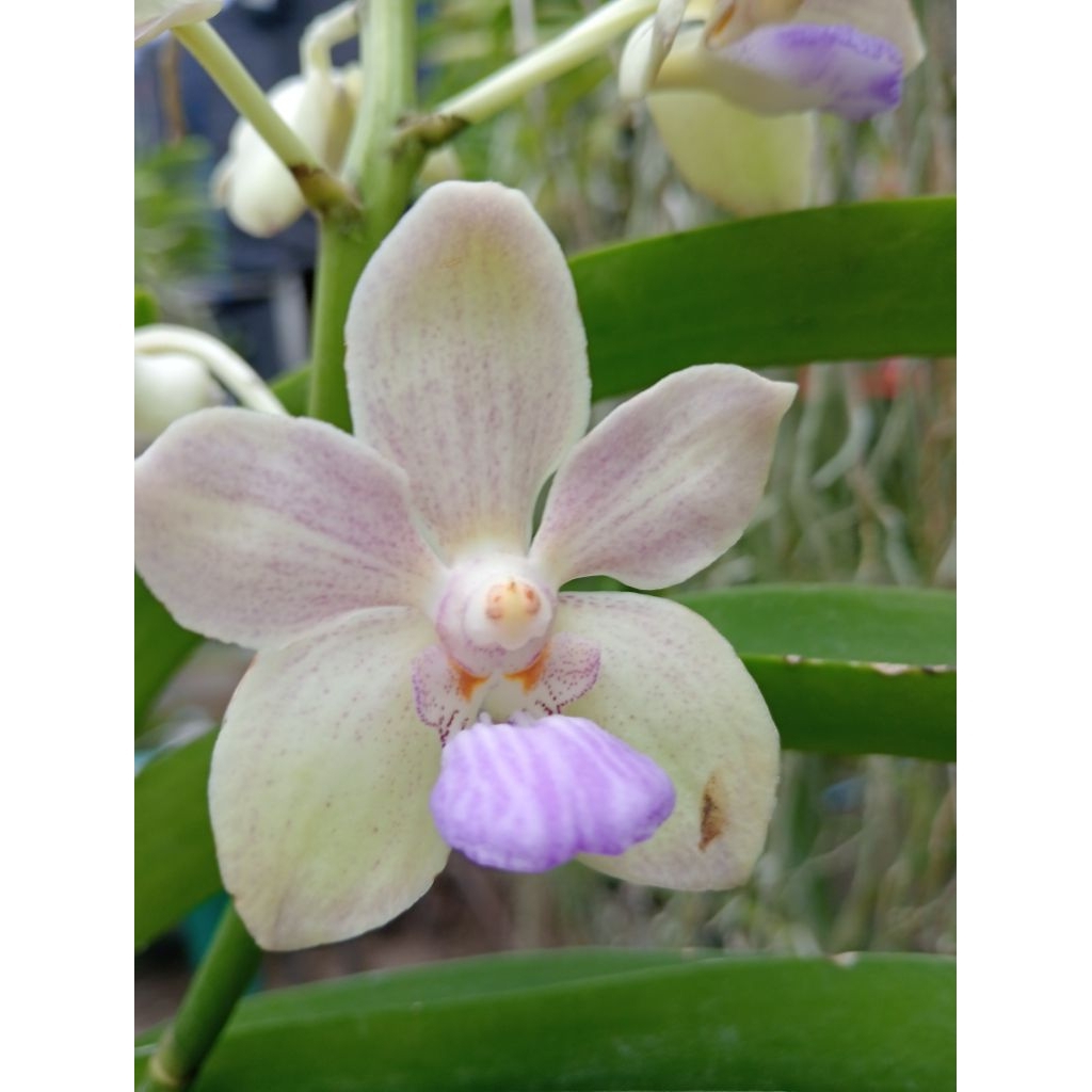 Vanda dewasa id (Tessellata x dennisoniana )4N x rhy gigantea big spots