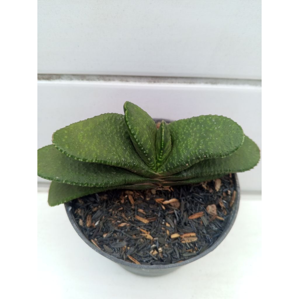 Gasteria armstrongii.