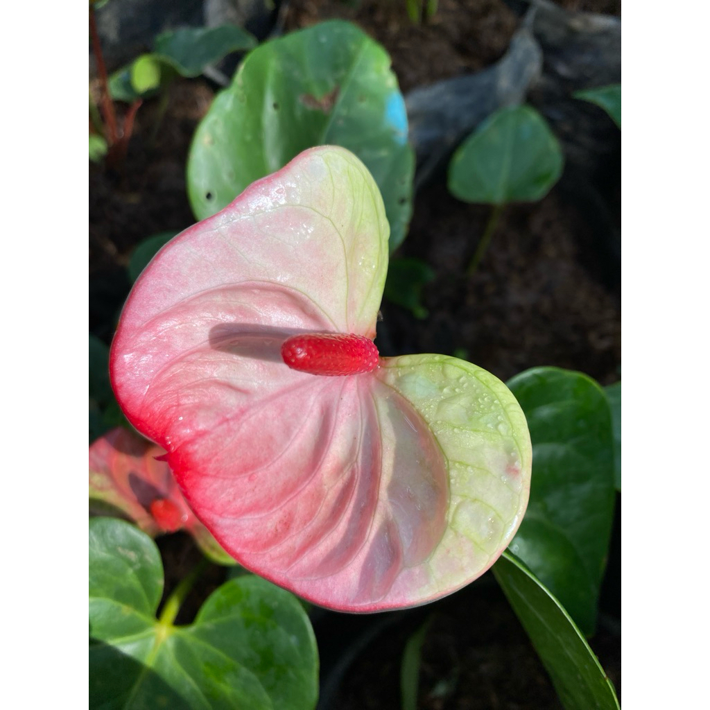 Anthurium President Tricolor Bunga Besar Sudah Berbunga 1 Polybag