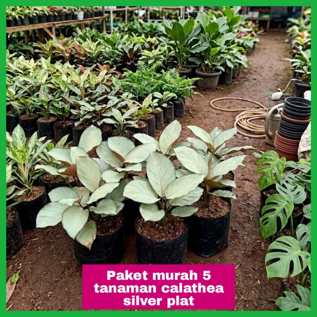 Paket murah 5 Tanaman Hias Calathea Silver Plate — Tanaman Hias Calathea Silver Plate paket 5 Tanama
