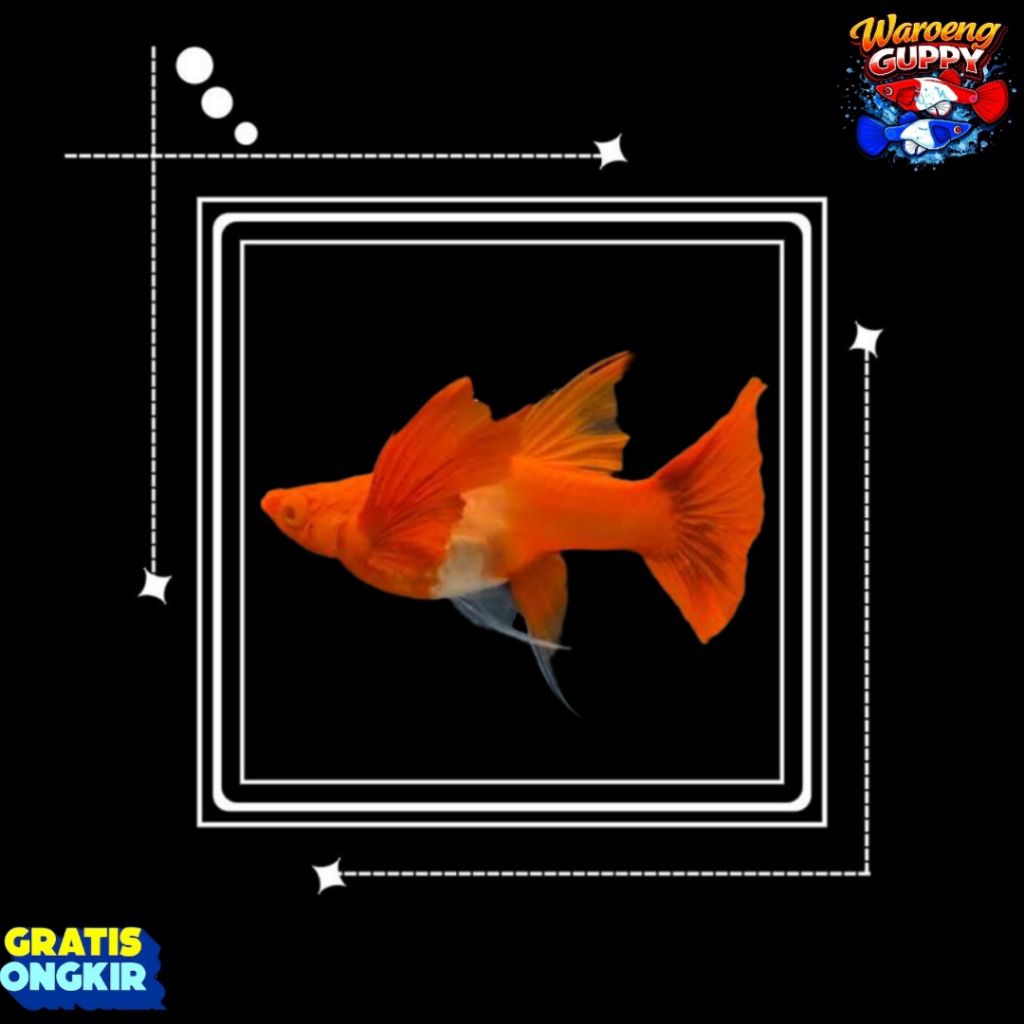 Hiasan ALBINO KOI RED EAR RIBBON LONG EAR High Quality