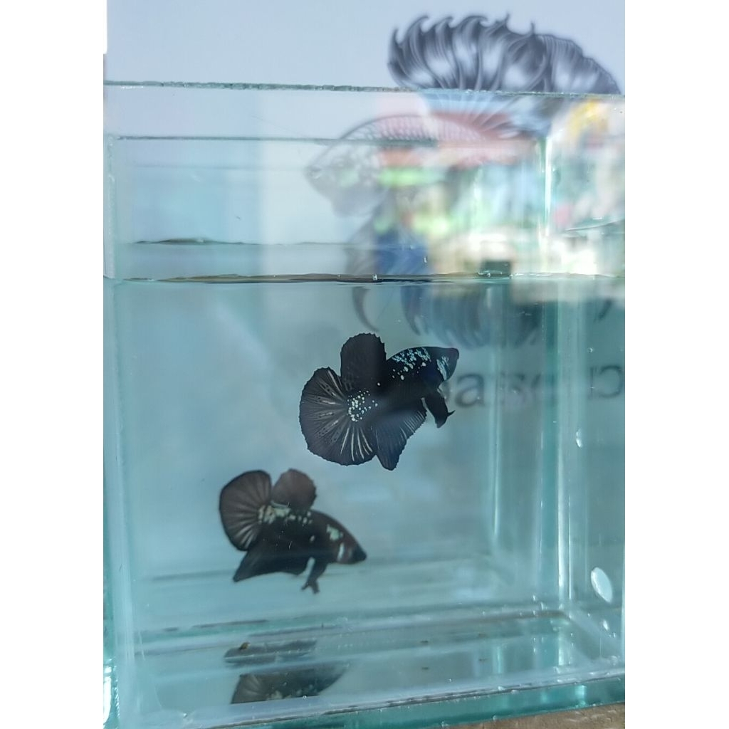 Ikan Cupang Black Samurai Murah