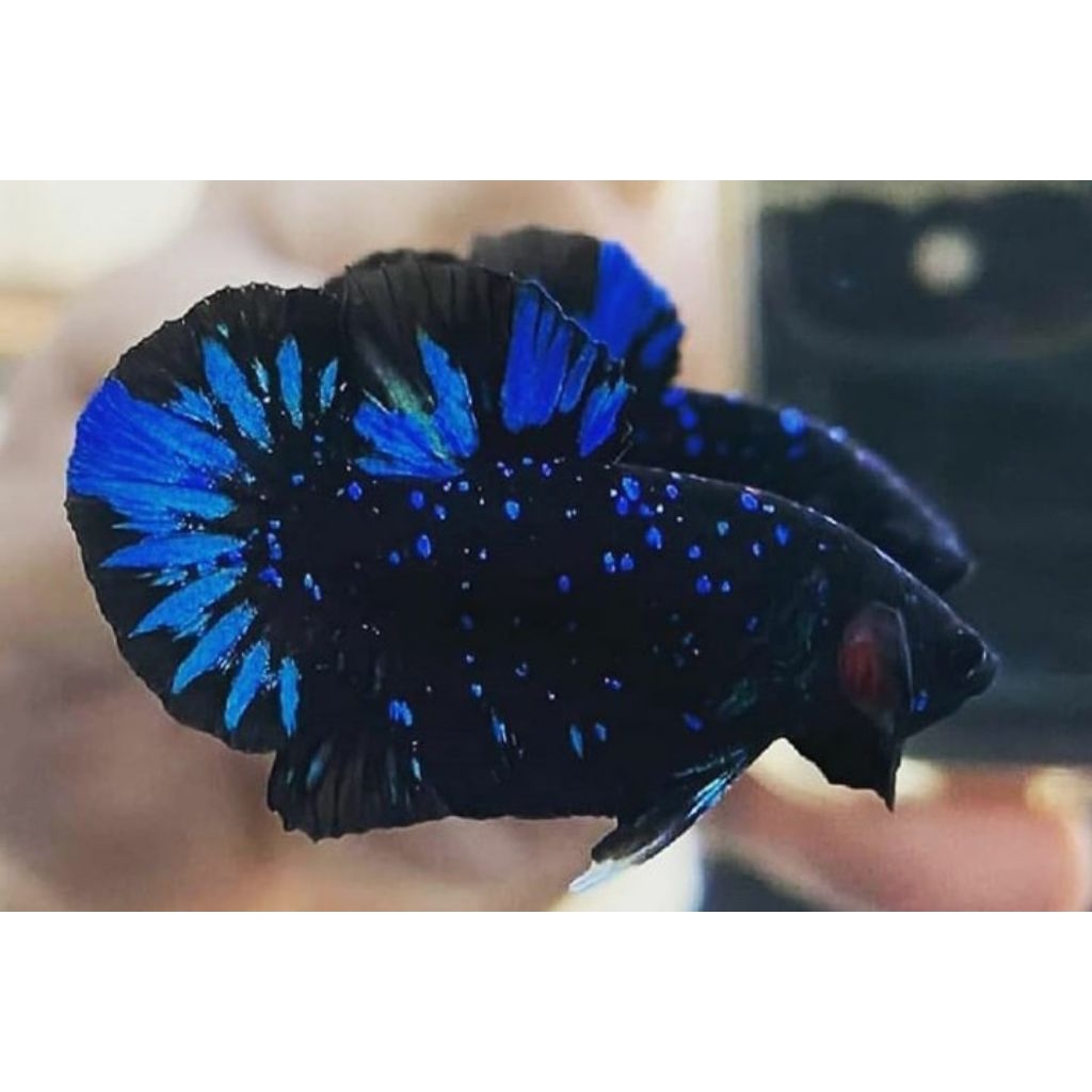 HIASAN AQUARIUM CUPANG AVATAR GORDON GALAXY UKURAN DEWASA