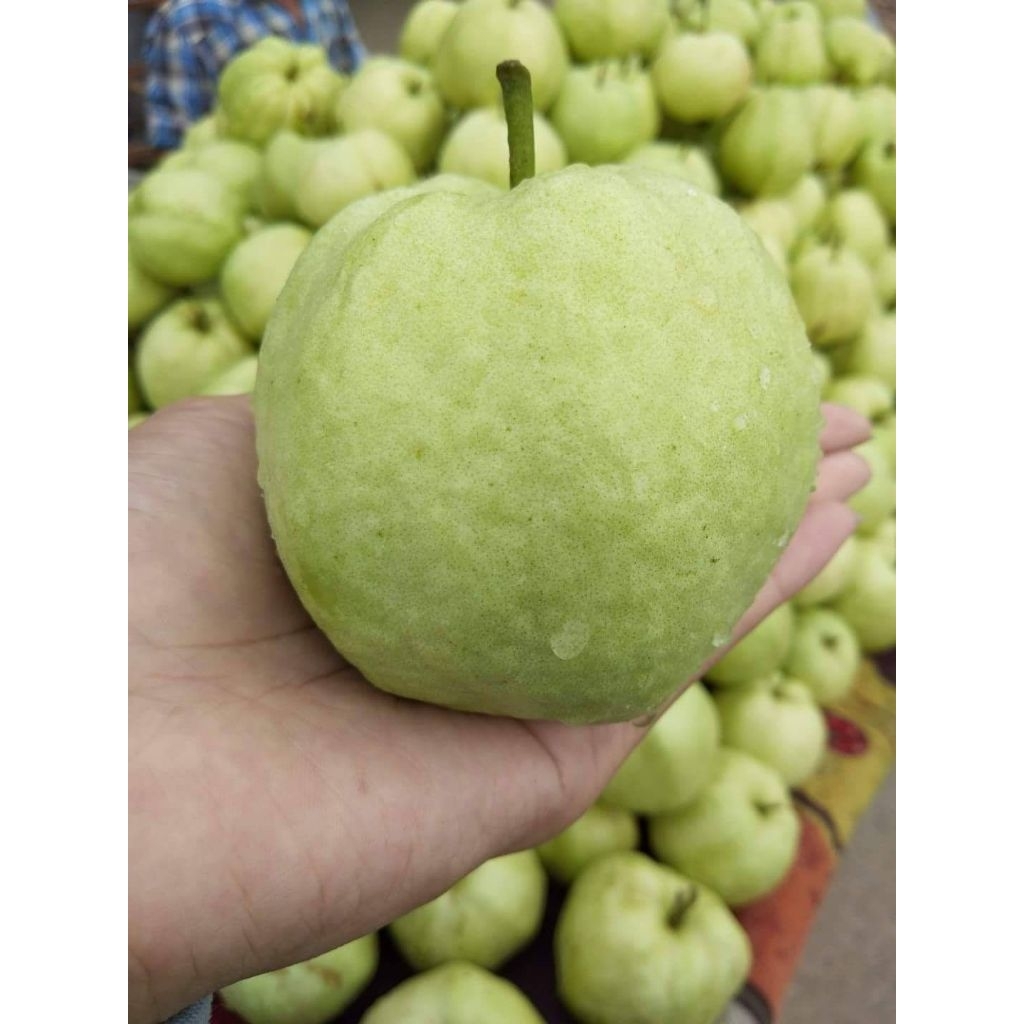 Jambu Kristal Tanpa Biji 1kg