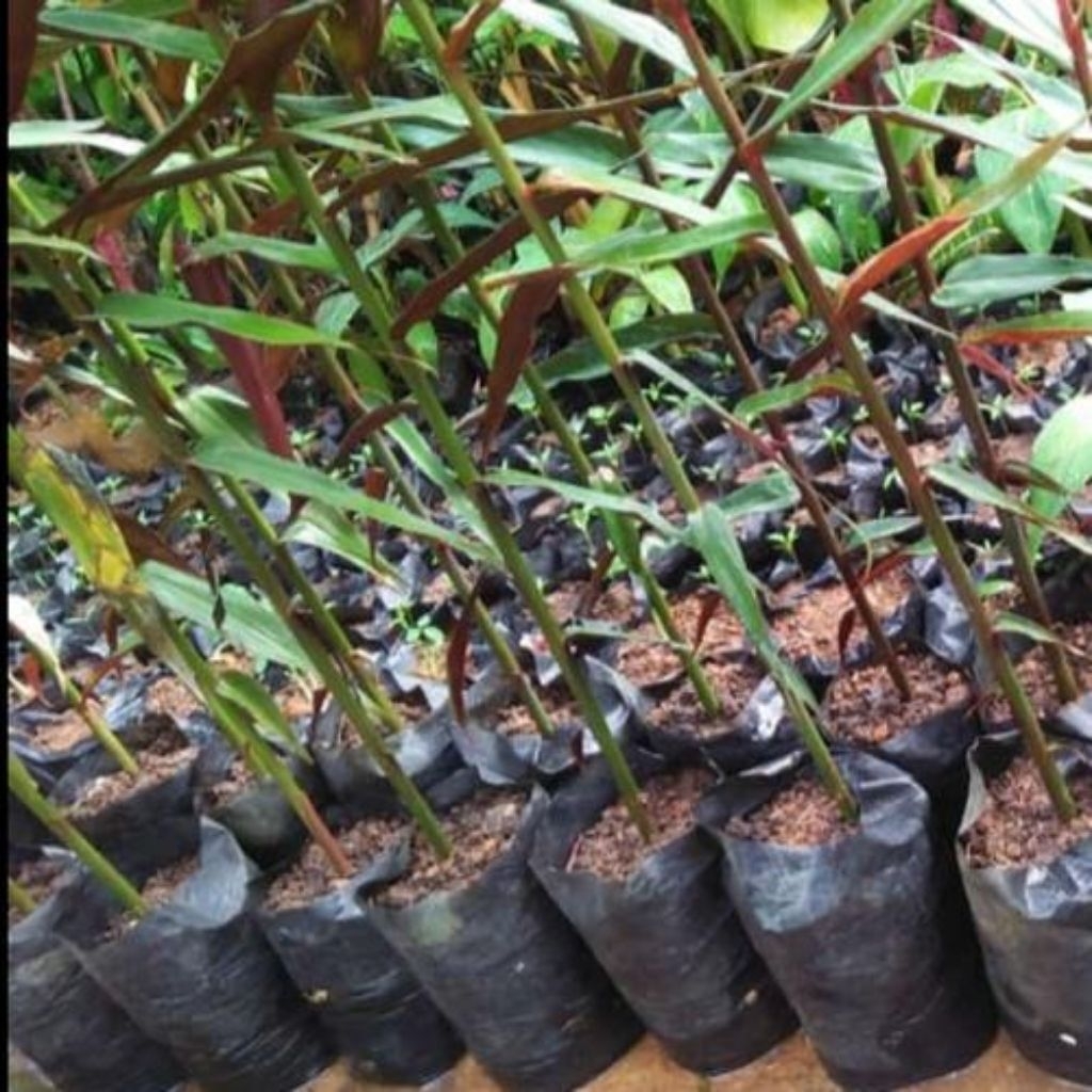 Bibit jahe hitam atau jahe wulung