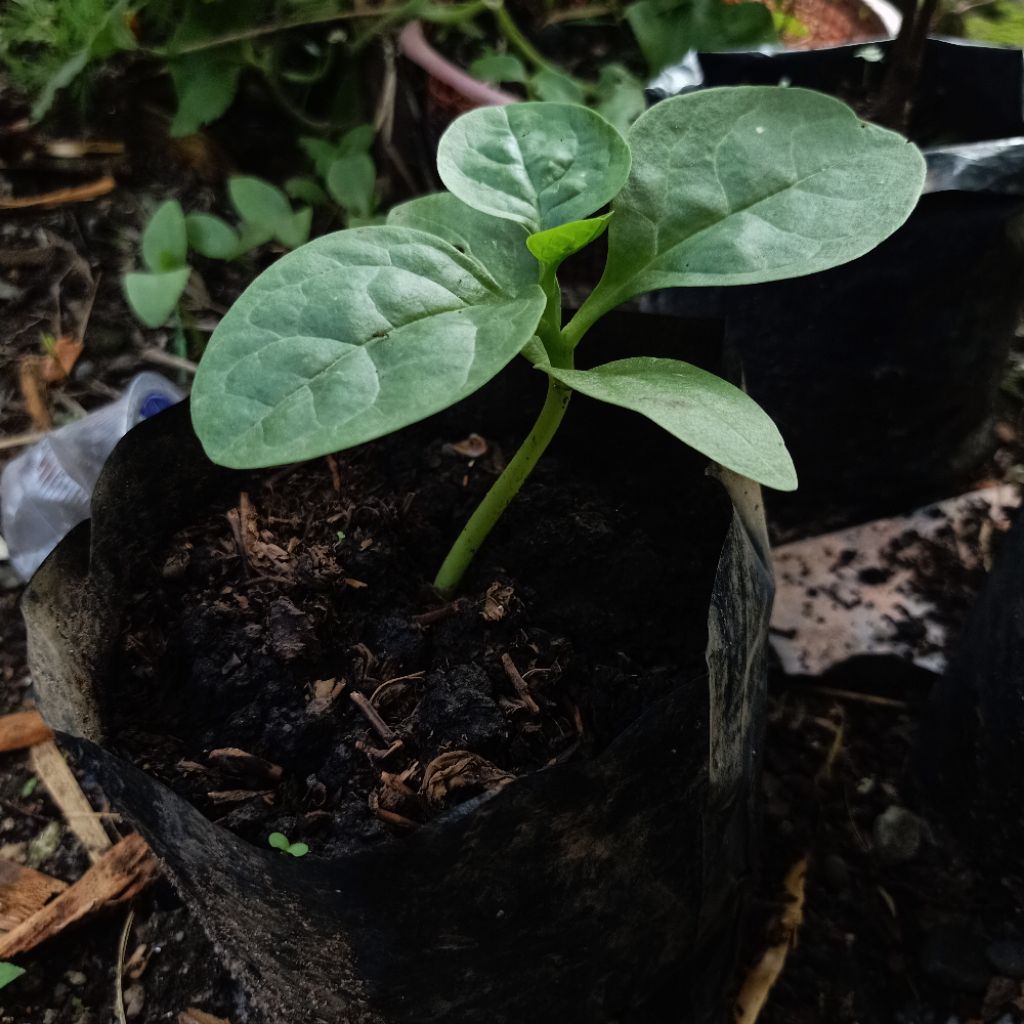 Bibit Angkung Hijau/bibit buah Angkung obat stroke