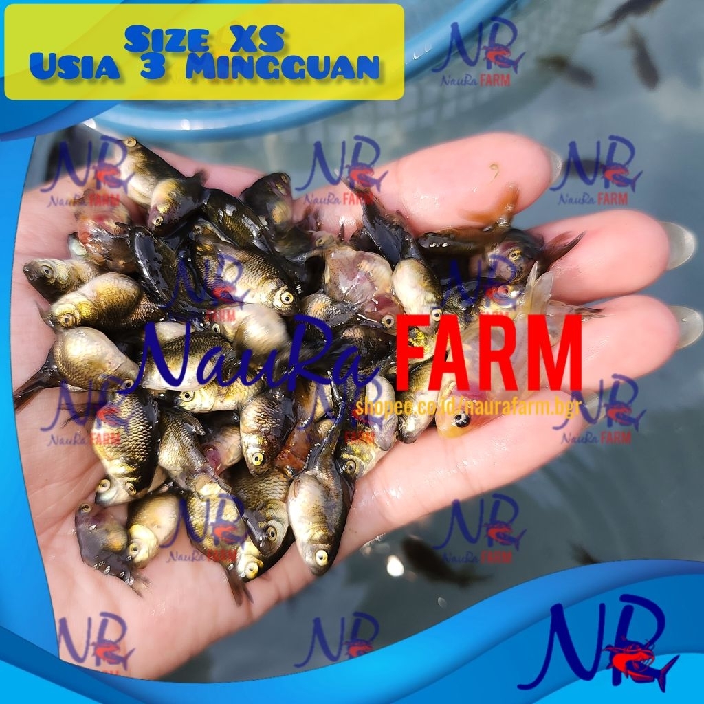 HARGA GROSIR READY Bibit Burayak Ikan Mas Koki Oranda Premium XS 3 minggu 100% SESUAI FOTO