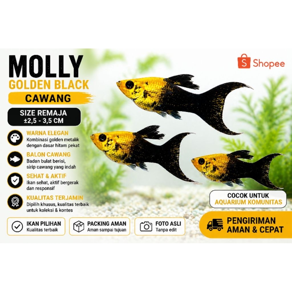 Molly Golden Black Cawang | Hiasan Aquarium