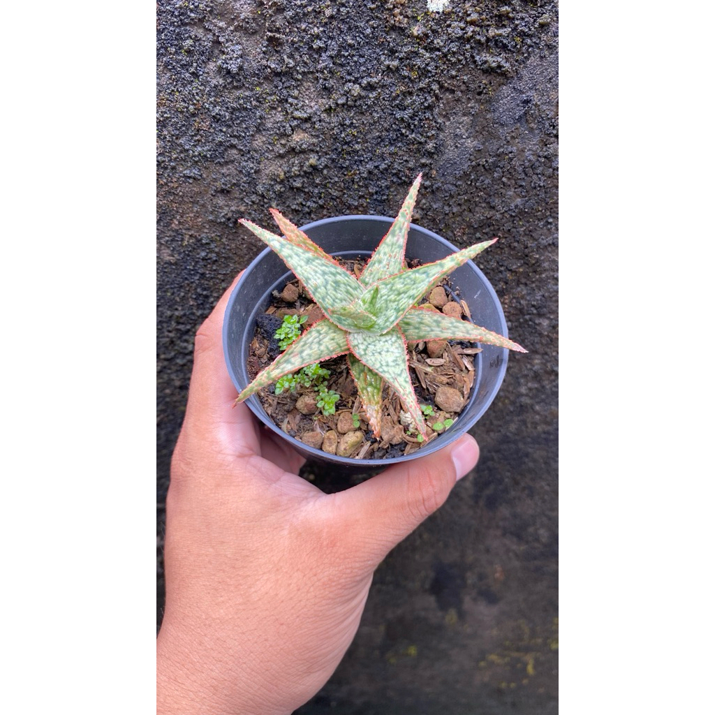Sukulen Aloe Merah