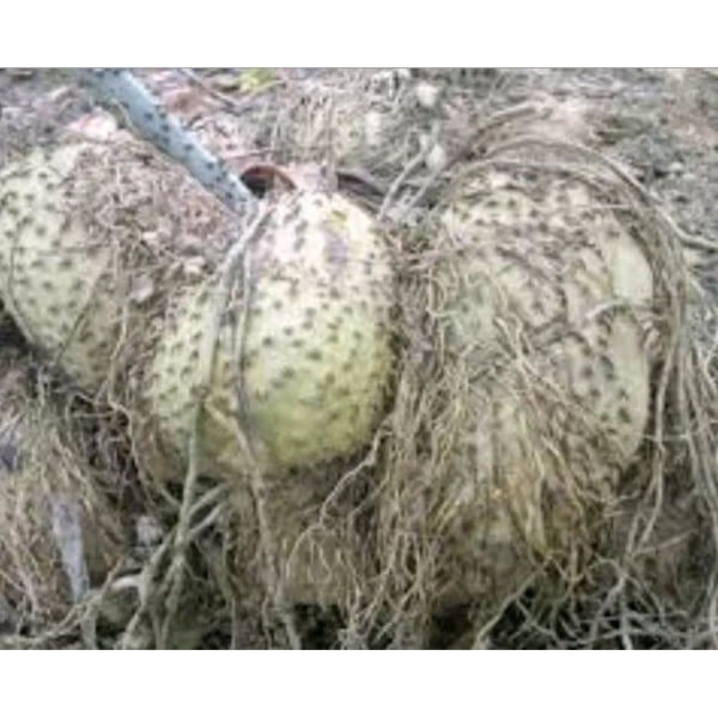 umbi gadung,gadung mentah gadung hutan fres 1kg