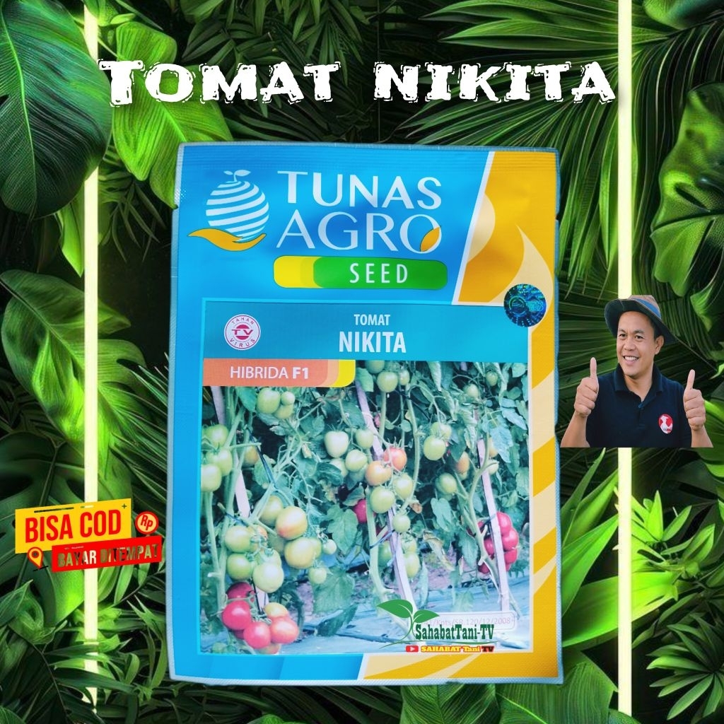 TOMAT NIKITA HIBRIDA F1 DARI TUNAS AGRO SEED