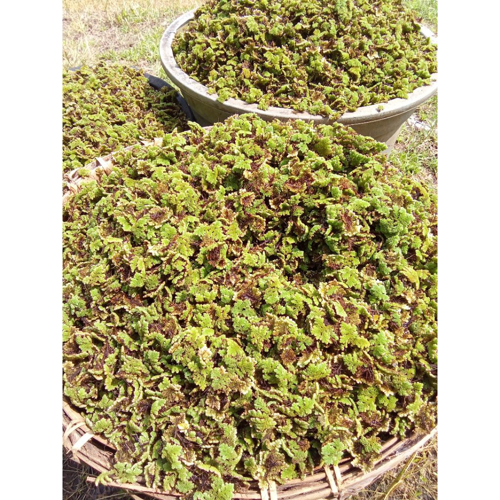 AZOLA tumbuhan paku air berprotein tinggi 34%