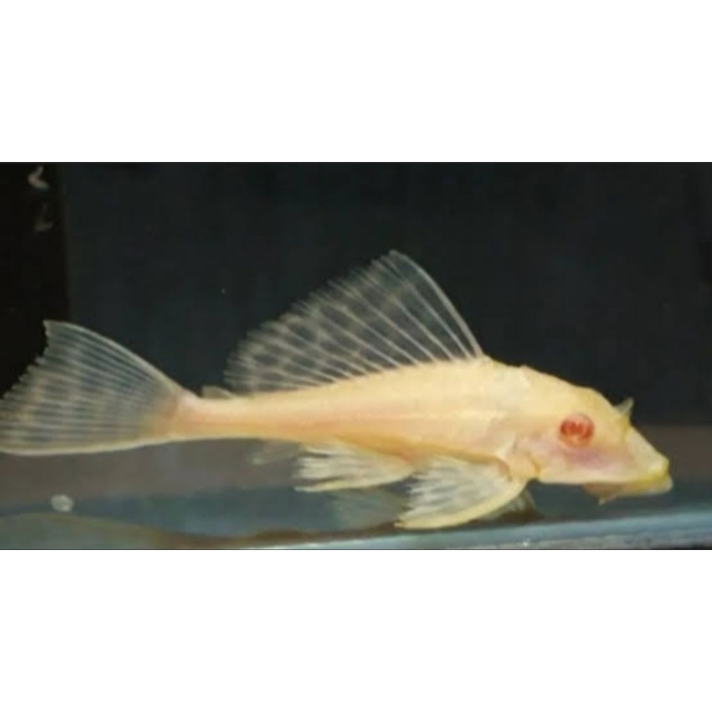 hiasan aquascape sapu' gibicep