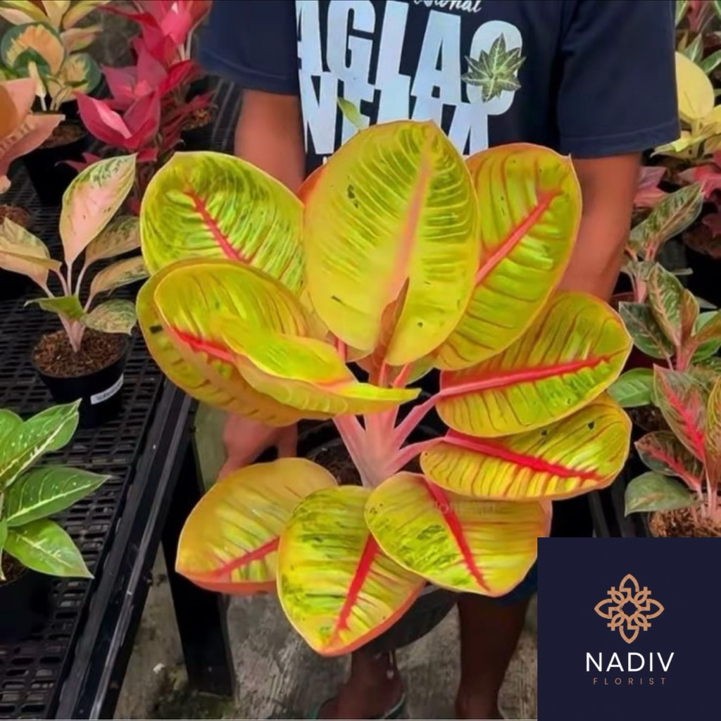 Bonggol tanaman hias aglonema Goliath tulang merah// Bonggol Goliath tulang merah