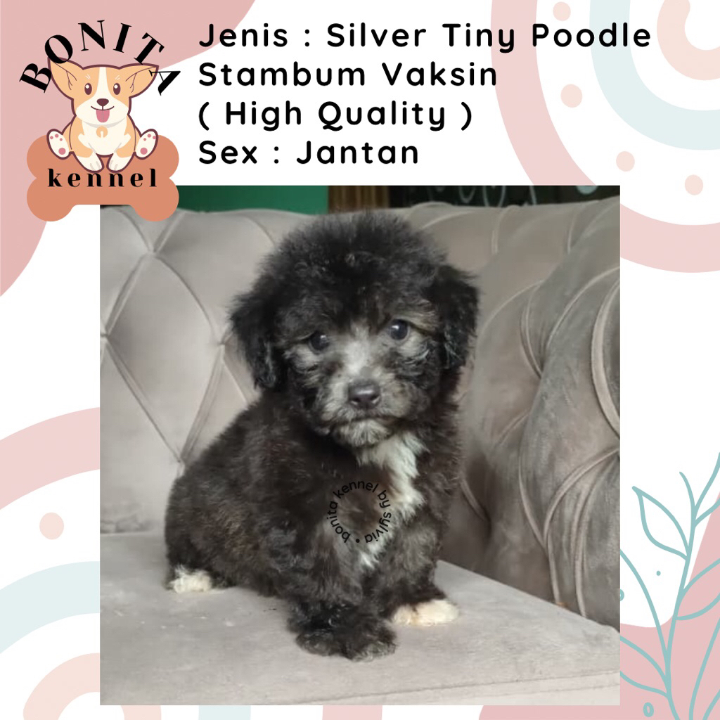 Siler Tiny Toy Poodle Stambum Anjing Poodle Poodle Particolor