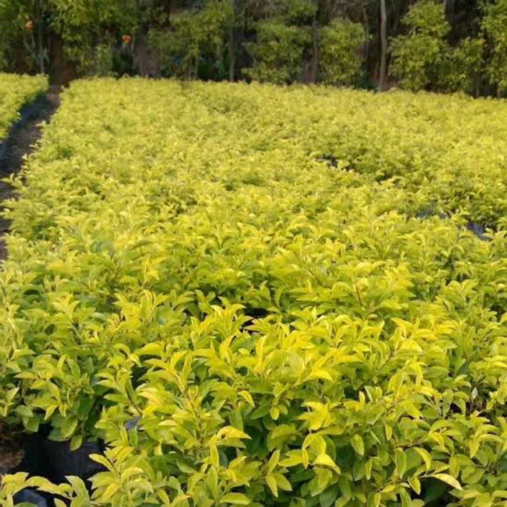 Tanaman pangkas kuning Penitian Kuning Duranta erecta