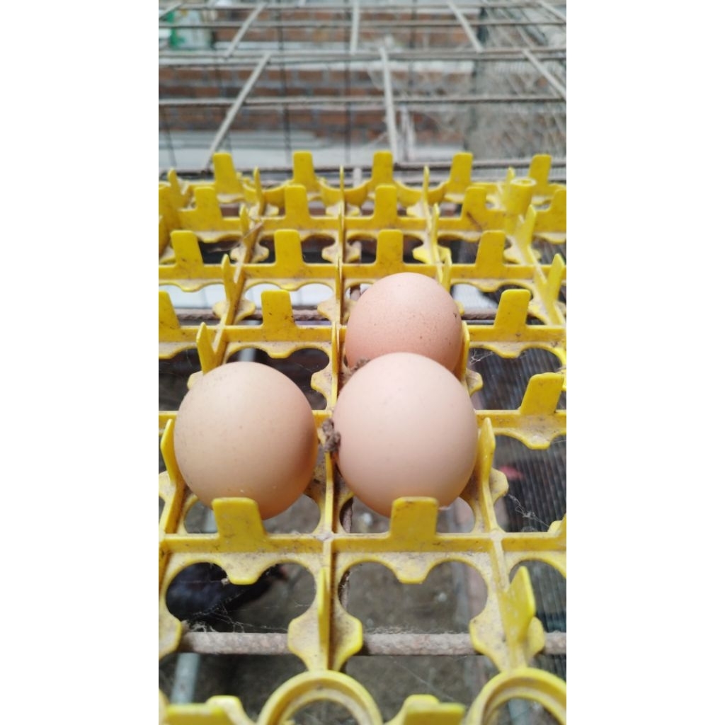 telur ayam kuntara 4