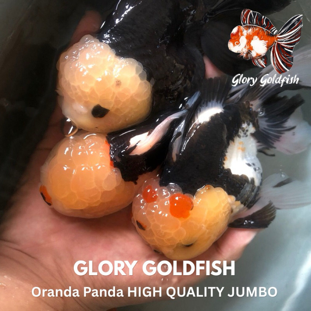 Ikan Mas Koki Oranda Panda 3c Besar Jumbo HIGH QUALITY Oranda Panda Lucu Imut