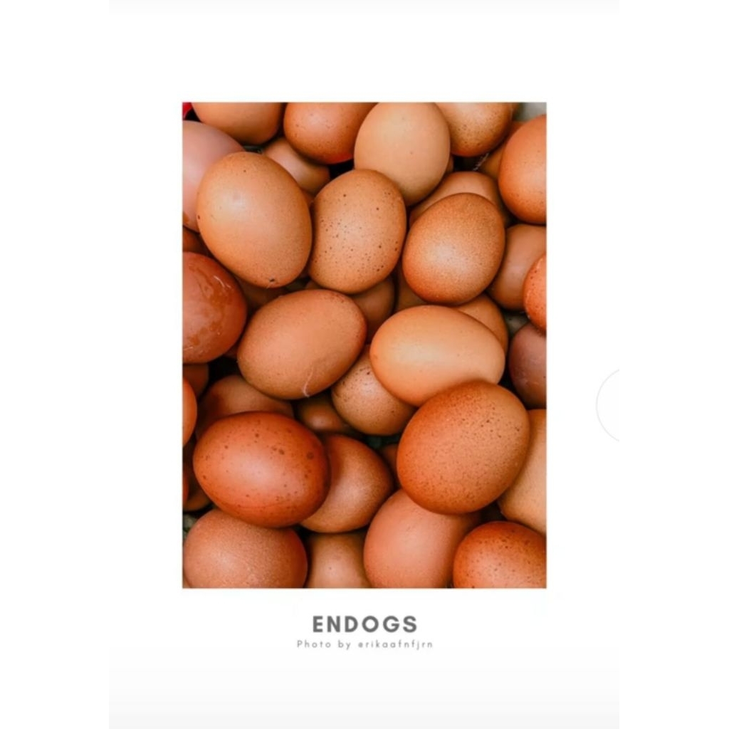 TELUR 1 KG  MURAH // BAGUS BERKUWALITAS