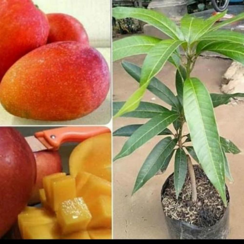 bibit mangga merah miyazaki super okulasi cepat berbunga
