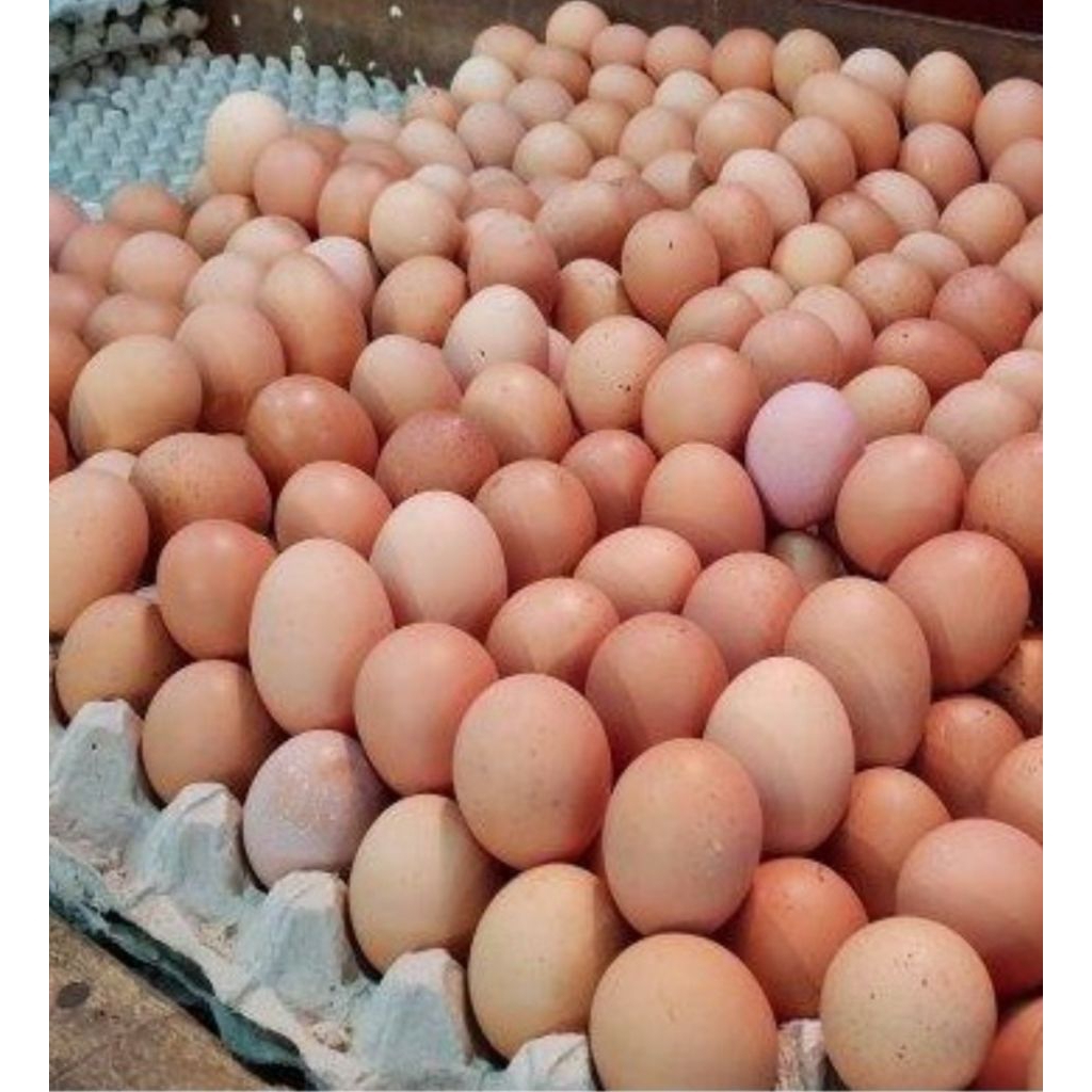 Telur ayam negri 1 kg