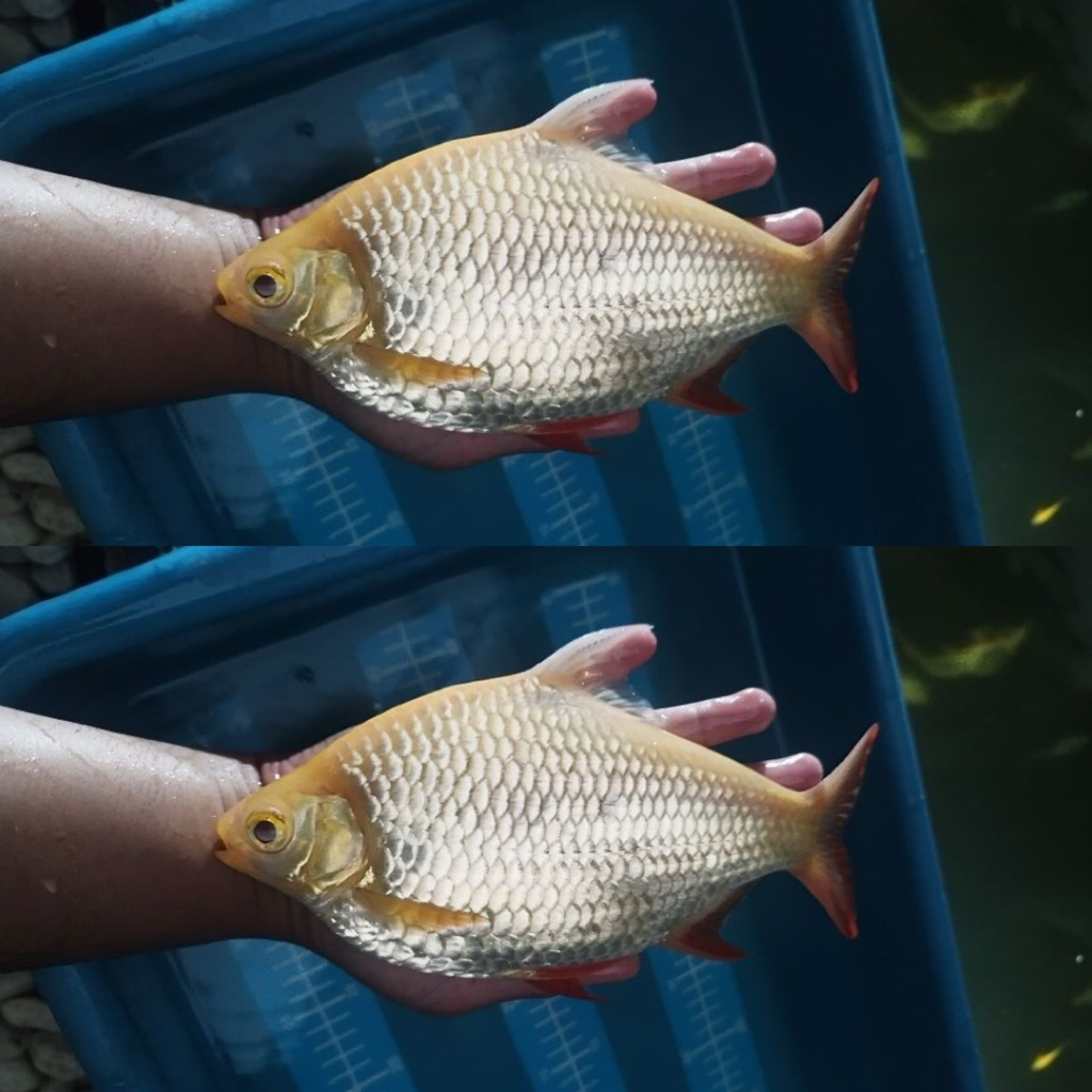 [Chan Aquatic] Ikan Hias Kaviat Albino Pemakan Dasaran Size 12-15cm
