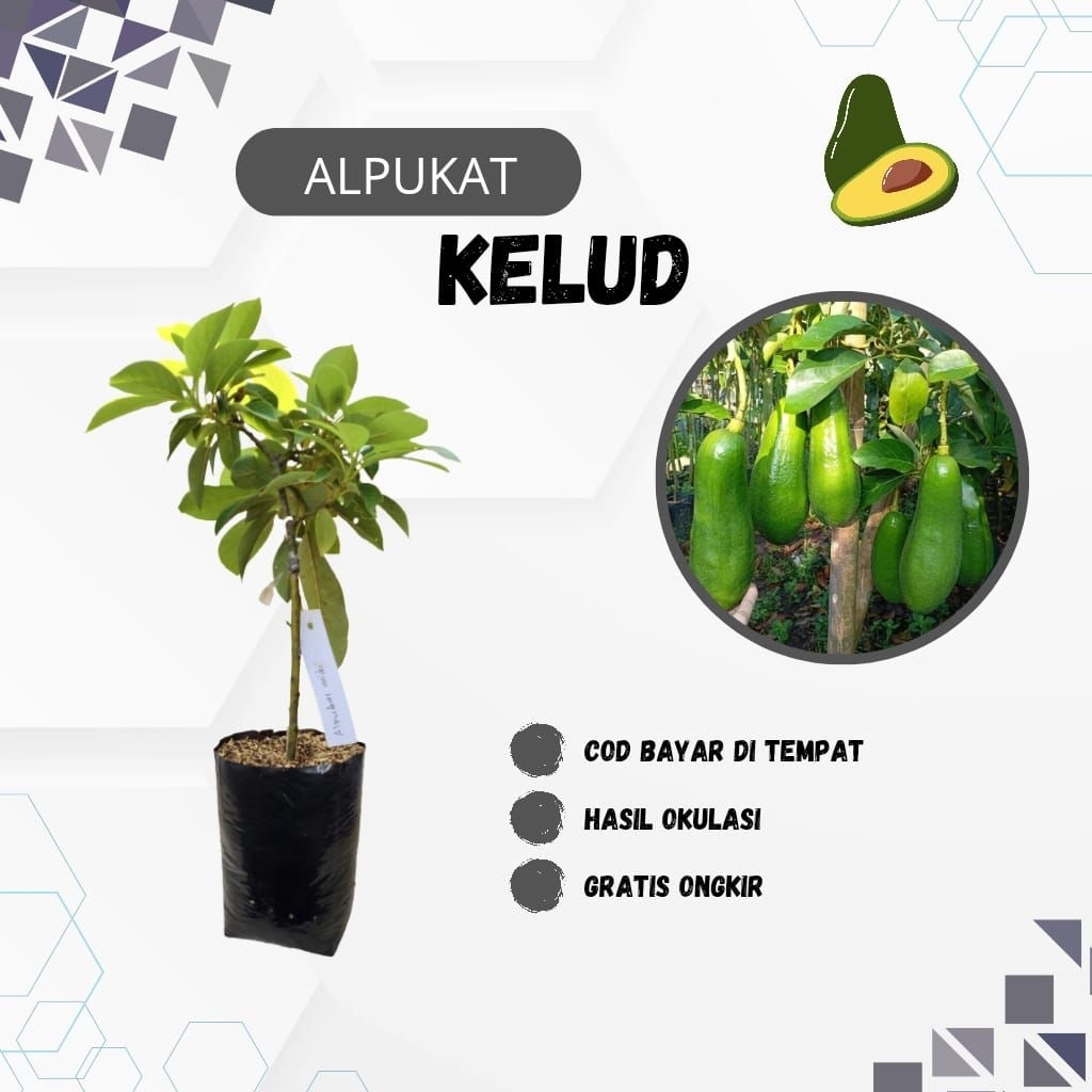 Bibit alpukat Kelud/Alpukat Subang super genjah