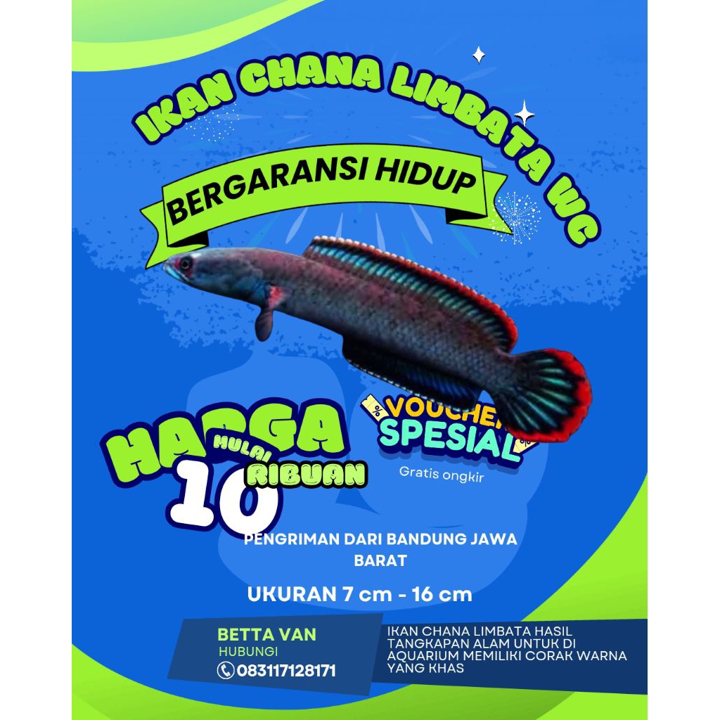 Ikan chana galak limbata full rim size 10 - 17cm jantan
