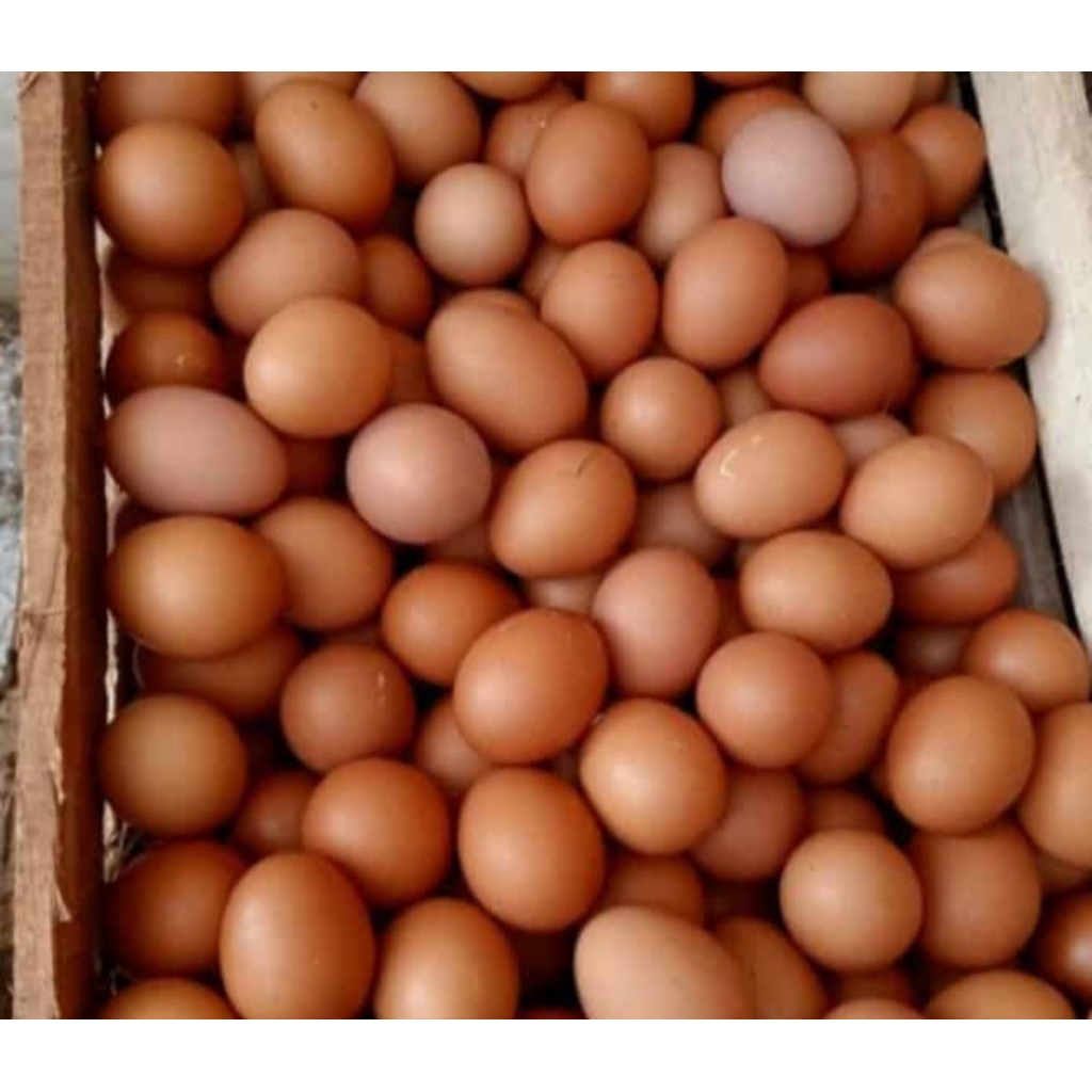 Telur Ayam Negeri Curah