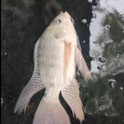 ikan nila kumpay