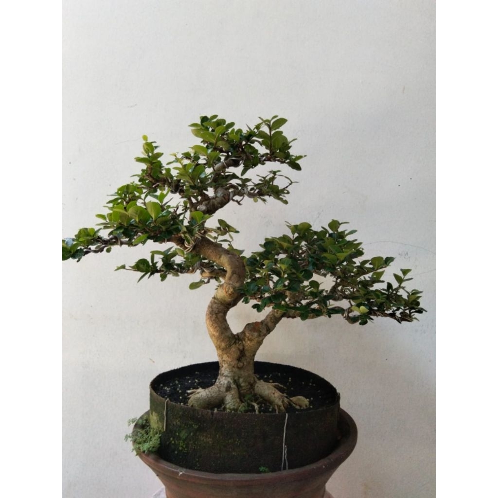 Bonsai sianci berbuah
